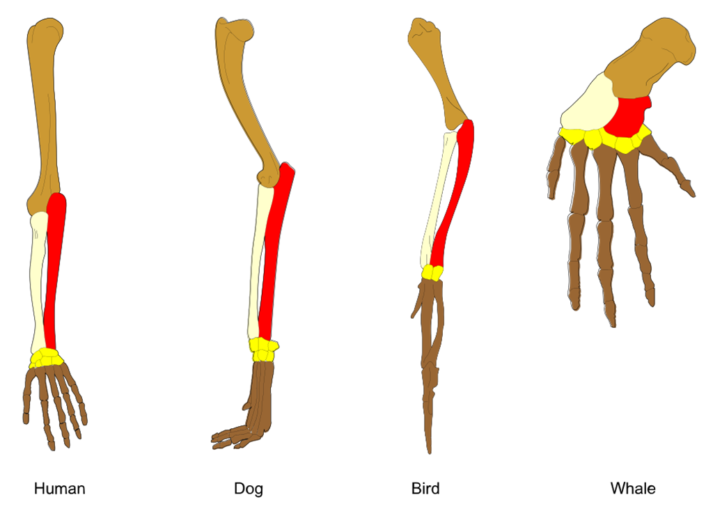 The image shows homologous bones in the upper limb of various vertebrates.