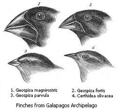 Darwin's_finches