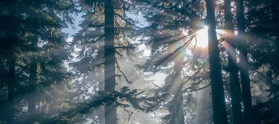 Forest, Nature, Silhouette, Sunlight, Trees, Woods